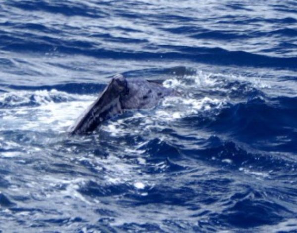 A Whale of a Crossing – St Barth’s to Saba to the BVI