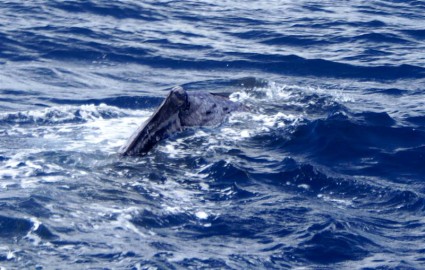 A Whale of a Crossing – St Barth’s to Saba to the BVI